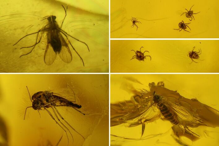 Three Fossil Flies (Diptera) and Several Mites (Acari) in Baltic Amber #183611